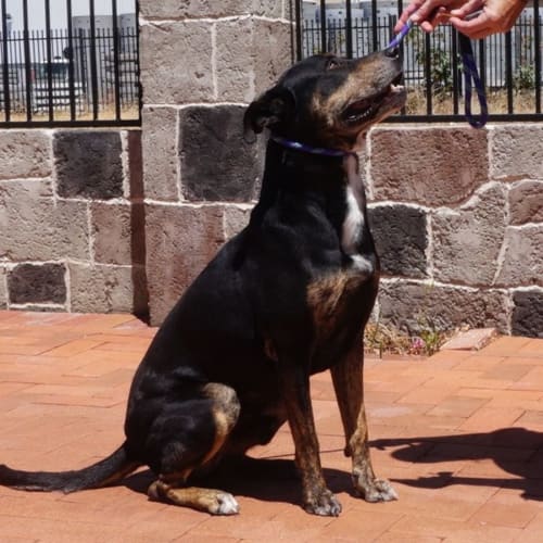 Rex