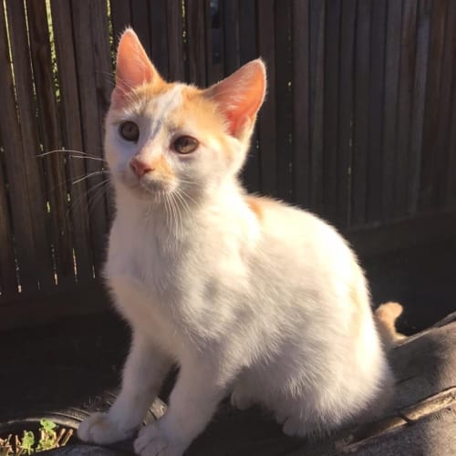 Daphne