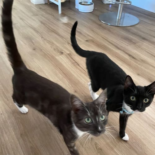 No photo for Akiko And Dasher