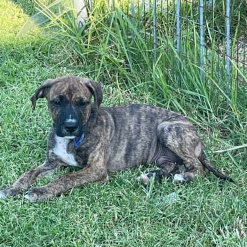 Vladimir ~ Wolfhound X Staffy X Mastiff Puppy