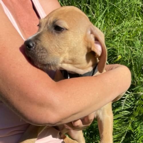 Boris ~ Wolfhound X Staffy X Mastiff Puppy