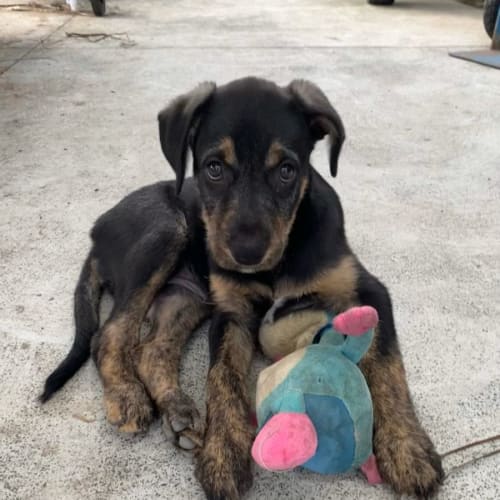 Scarlett ~ Wolfhound X Puppy(Rev. Apps 13/2/22)