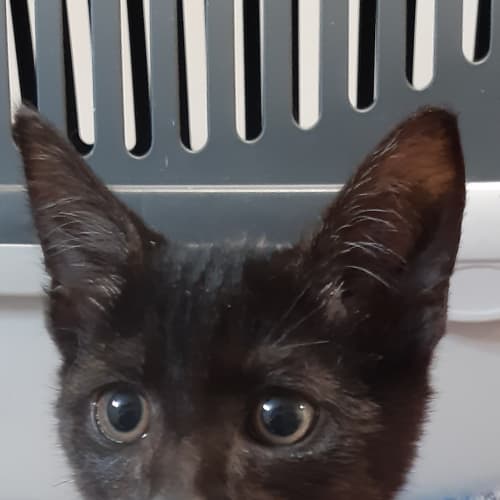 Salem
