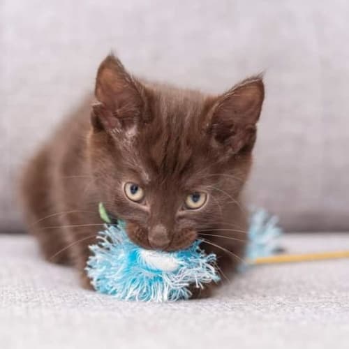 Yoshinobu**2nd Chance Cat Rescue**