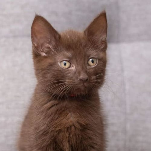 Milo Sho**2nd Chance Cat Rescue**