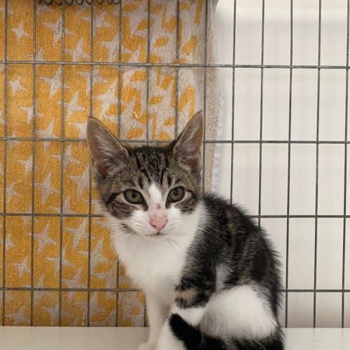 Pepper**2nd Chance Cat Rescue**
