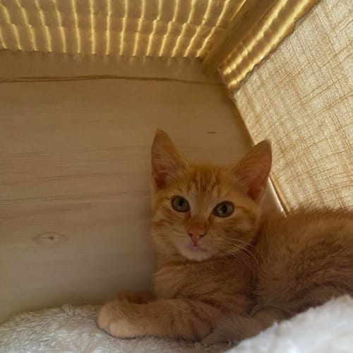 Garfield**2nd Chance Cat Rescue**