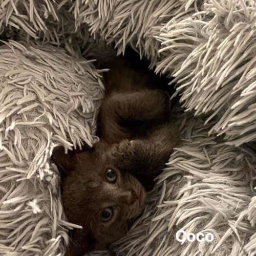 Coco