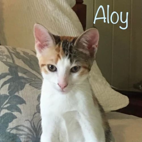 Aloy