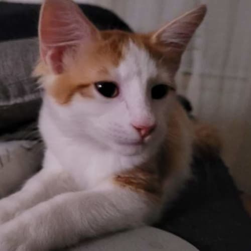 Flynn 🧡