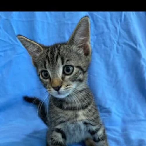 Beau