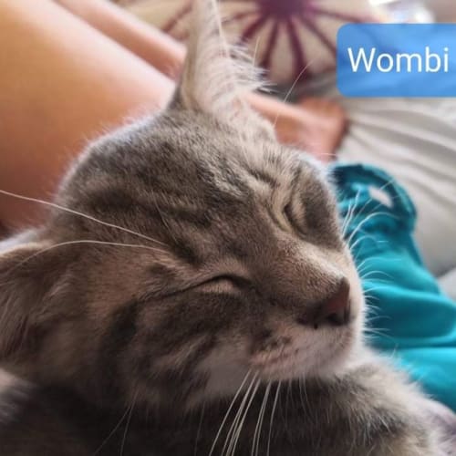 Wombi
