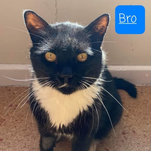 Bro