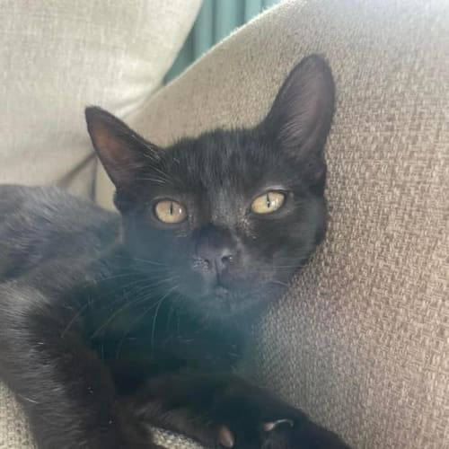 Nova