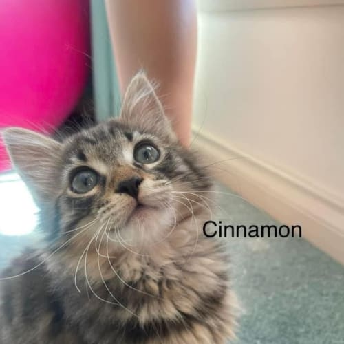 Cinnamon