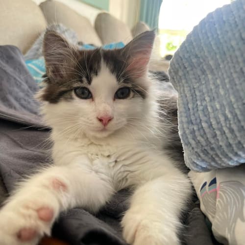 Cotton