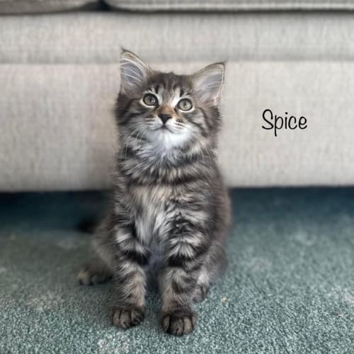Spice