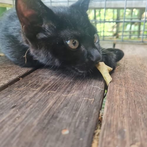 Kedi