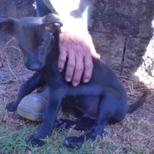 Kelpie X Boarder Collie pups