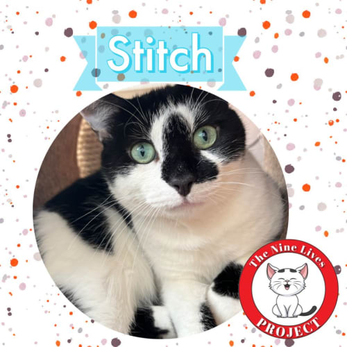 Stitch *9 Lives Project Rescue*