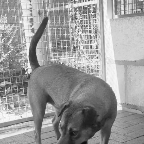 Jax