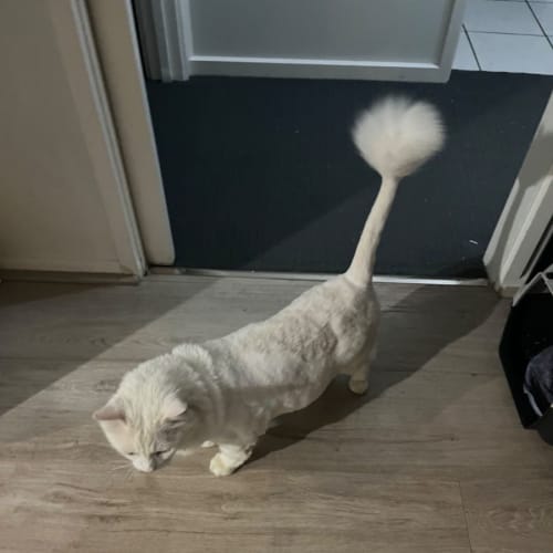 Prince Alfie Pom Pom *9 Lives Project*