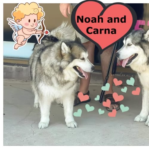 Noah and Carna