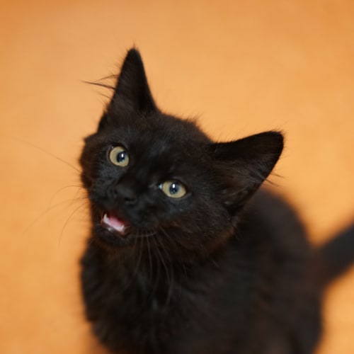 Loki