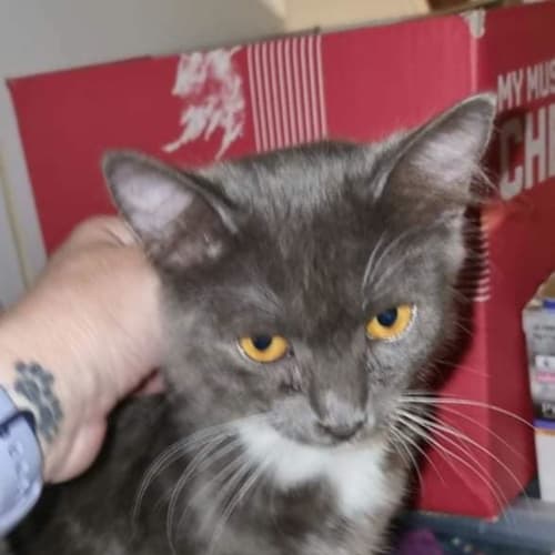 Pip