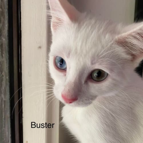 Buster