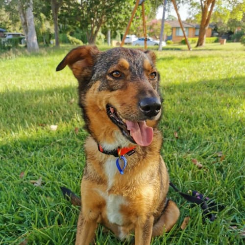 Buster ~ 4.5yr Old Kelpie X( On Trial 13/3/22)