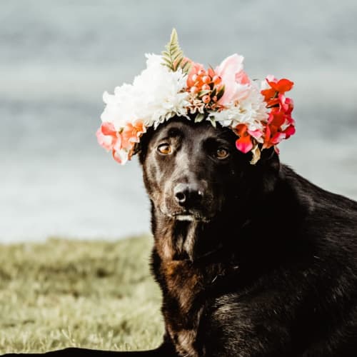 Chelsea ~ 5yr Old Kelpie X (Hold 14/2 Rev Apps)