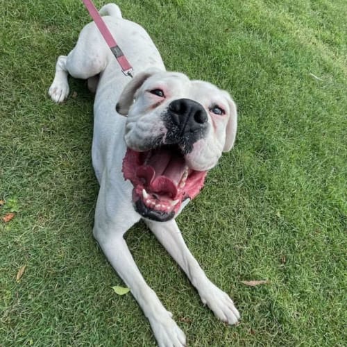 Gus