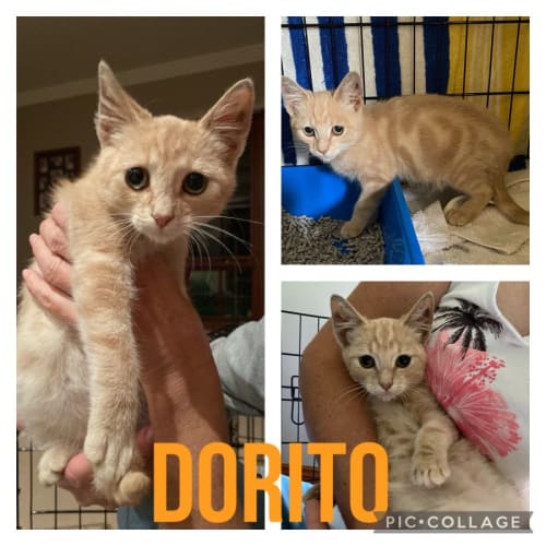 Dorito