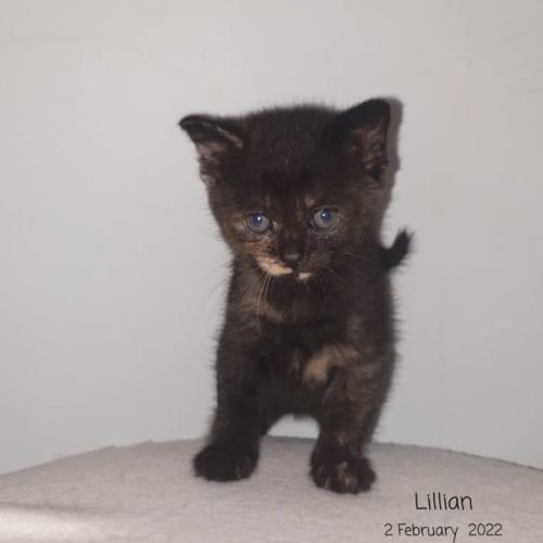 Lillian