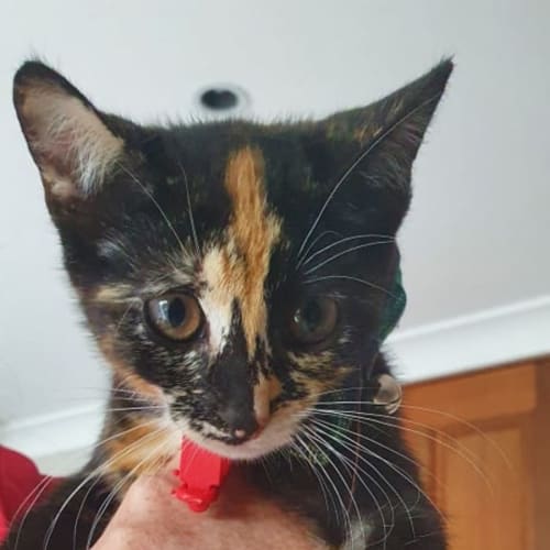 Tabitha