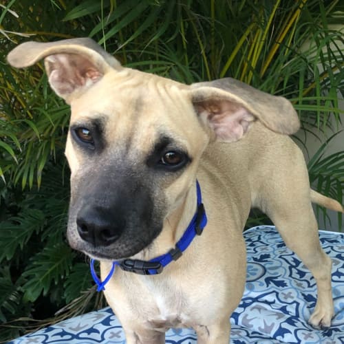 Toby ~ 8mo Fox Terrier X(On Trial 19/2/22)