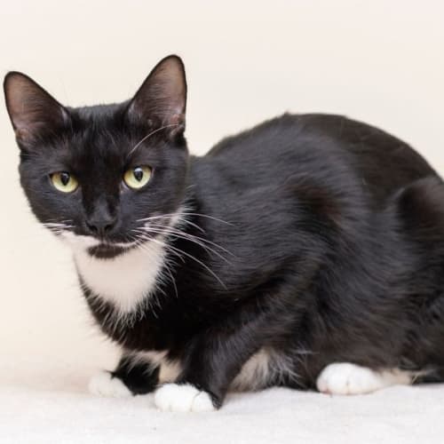 Daisie **2nd Chance Cat Rescue**