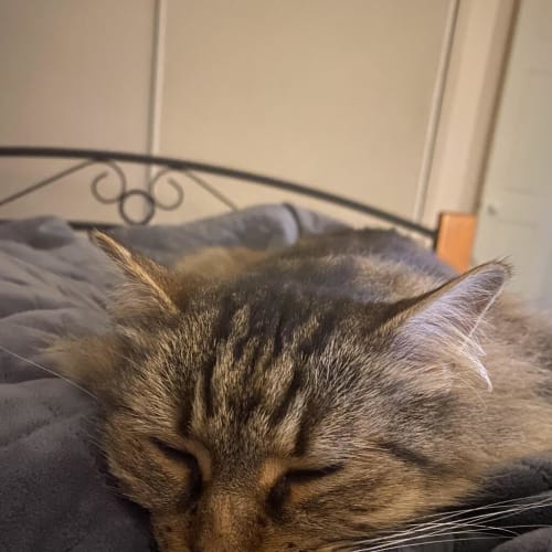 Gracie