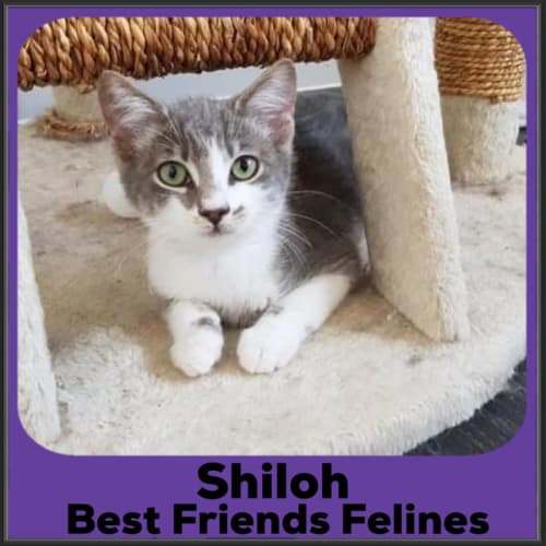 Shiloh 