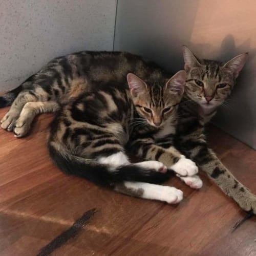 Liona and Mike 🌹🐈‍⬛