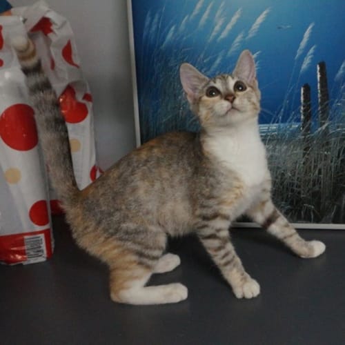 Pebbles