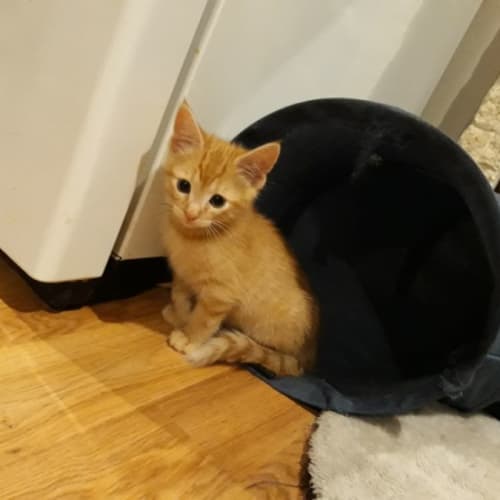 Biscuit 