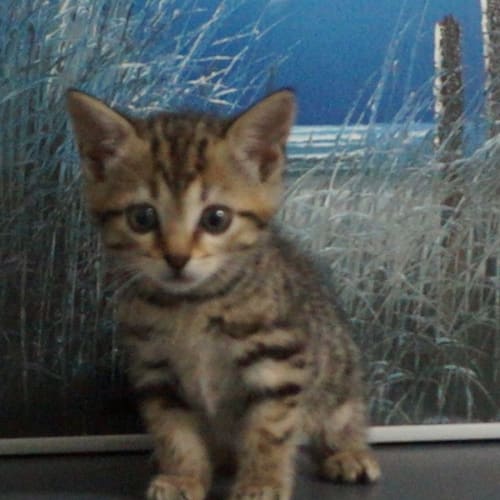 Zoe