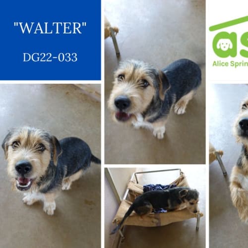 Walter  DG22-033