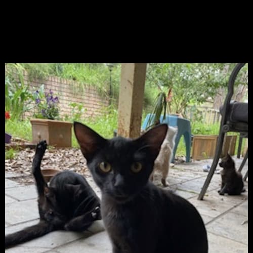 Axel