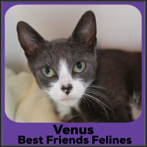 Venus 