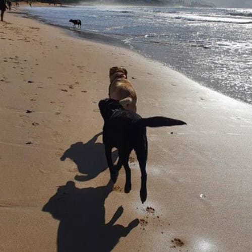 Bella & Luna