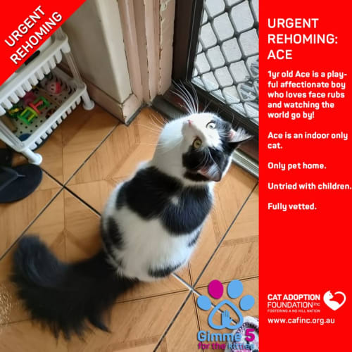 Ace Private Rehoming No Charge