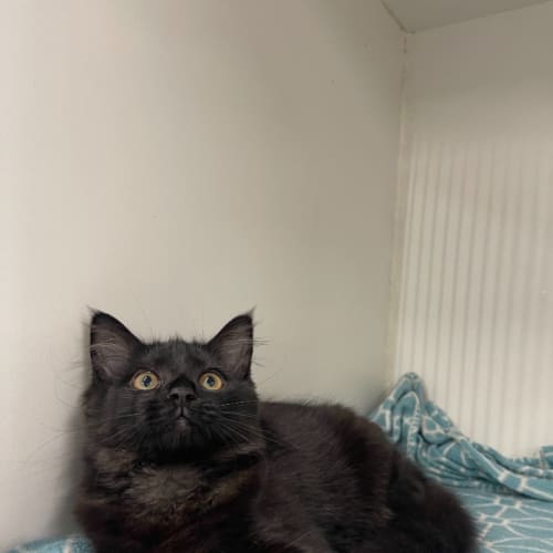 Wasabi - Reduced Adoption Fee